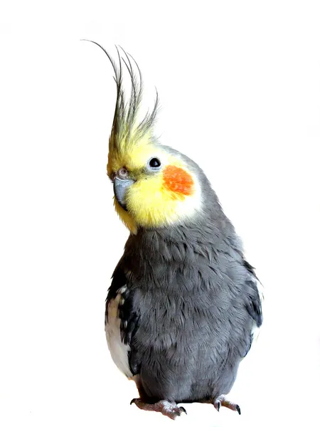 Ninfa de papagaio — Fotografia de Stock