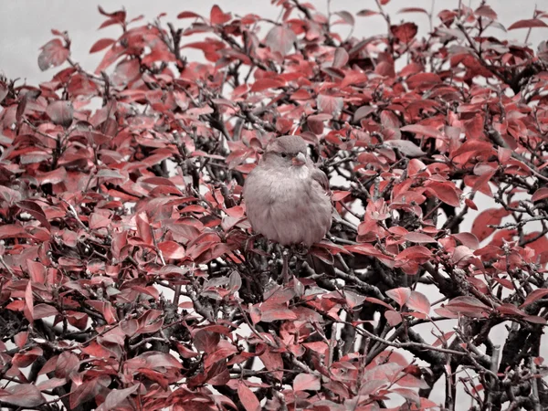 麻雀 — 图库照片