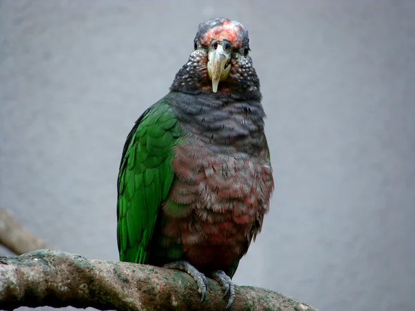Папуга на гілці — стокове фото