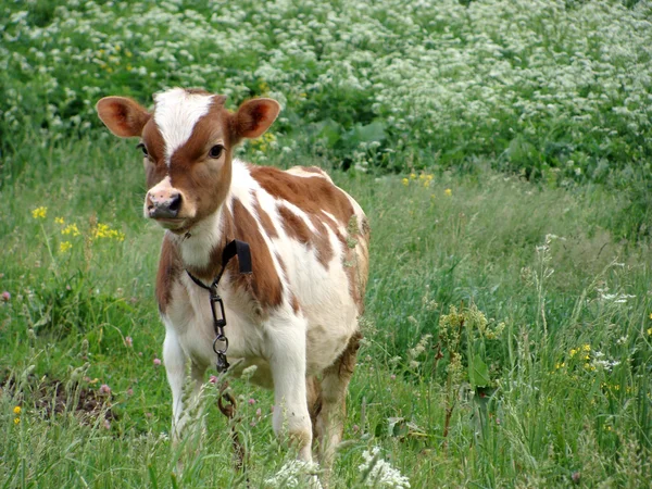 stock image Cow