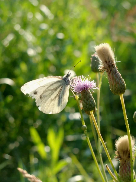 De witte vlinder — Stockfoto