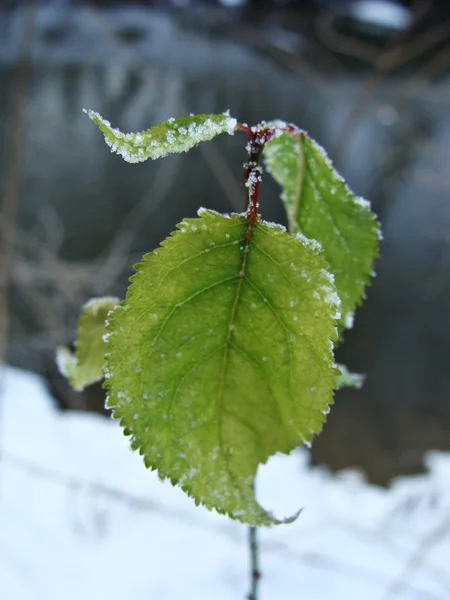 霜冻中的叶子 — 图库照片
