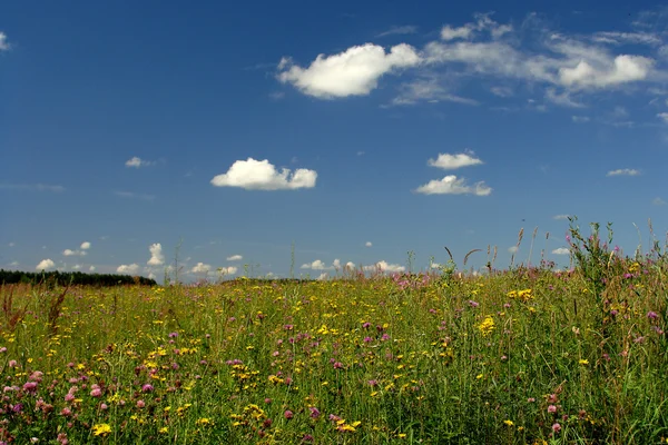 stock image Field