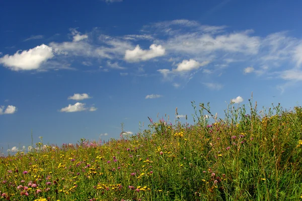 stock image Field