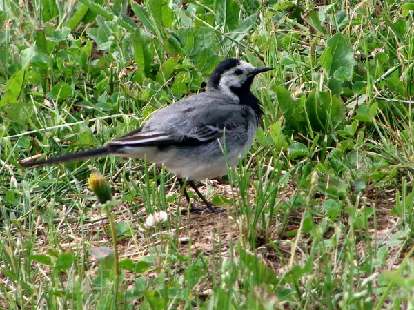 The wagtail — Stock Photo, Image