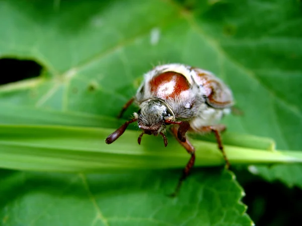 El may-bug — Foto de Stock