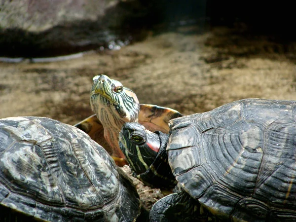 stock image Turtles