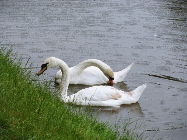 Dois cisnes — Fotografia de Stock