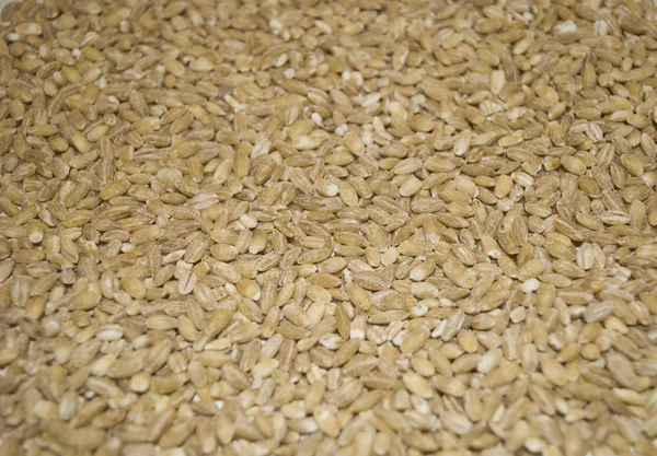 stock image Pearl barley