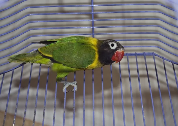 Замасковані невеликий папуга — стокове фото