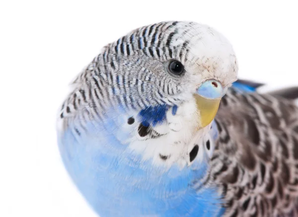 Mavi muhabbet kuşu — Stok fotoğraf