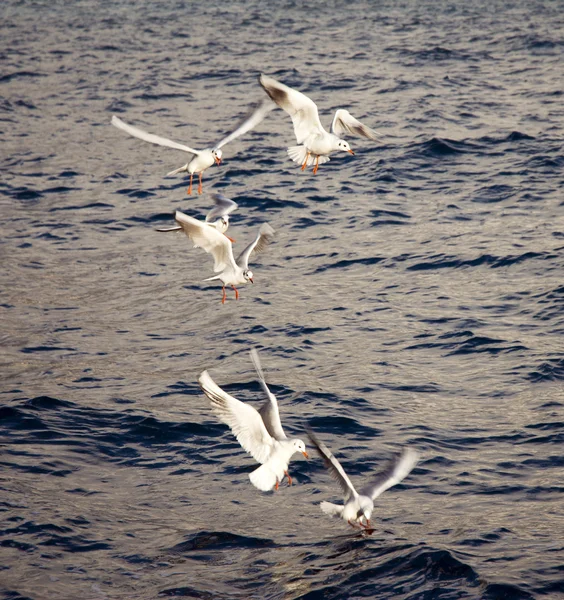 stock image Birds