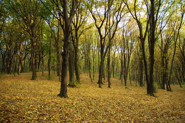 Stock image Autumnal