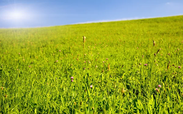 Pole zielony łąka — Zdjęcie stockowe