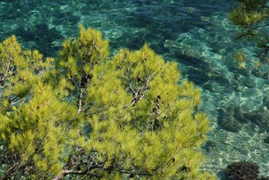 pinares mediterráneos