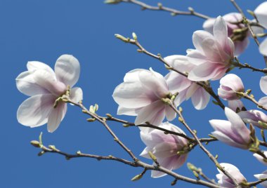 Magnolia clipart