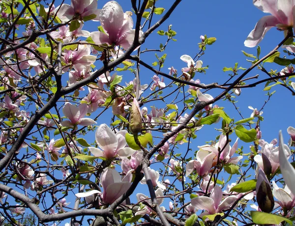 Rózsaszín magnolia — Stock Fotó