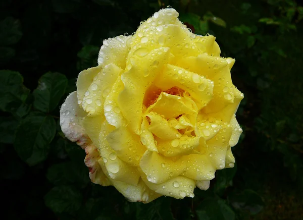 stock image Yellow rose