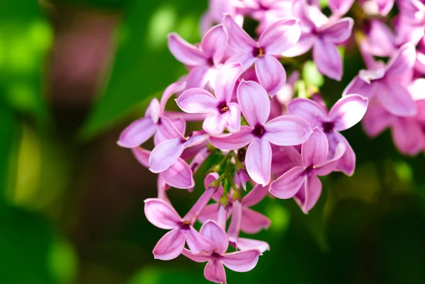 Gross lilac — Stock Photo, Image