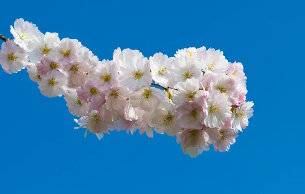 開花ツリー — ストック写真