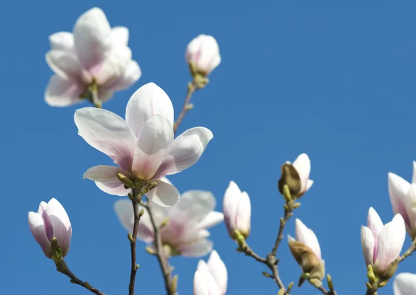 Roze magnolia — Stockfoto