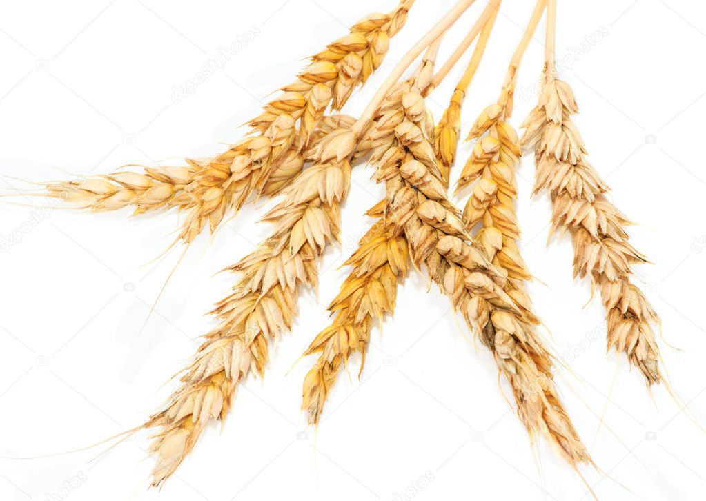 Yellow spikelets wheat