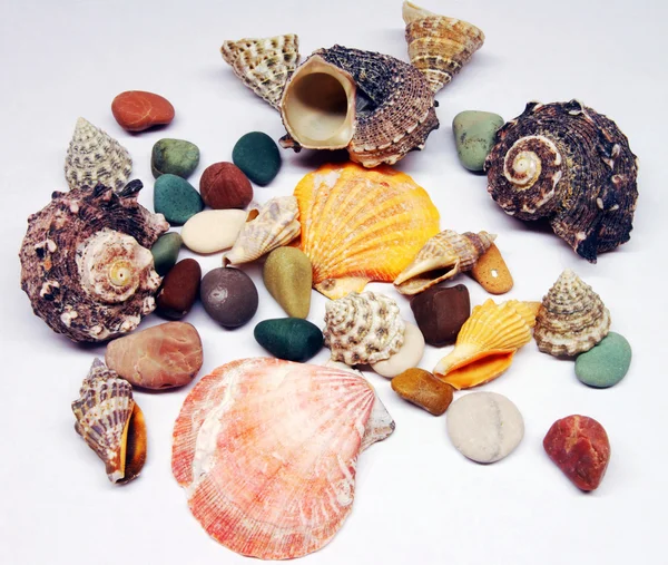 Seashels — Stockfoto