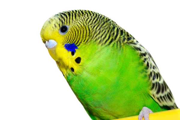 Zöld és sárga papagáj — Stock Fotó