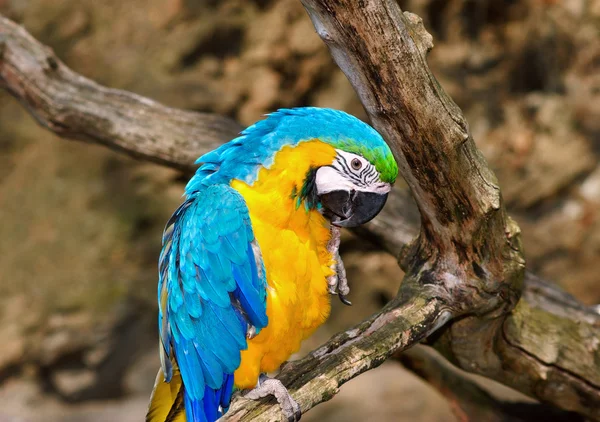 黄色と青のコンゴウインコ — ストック写真