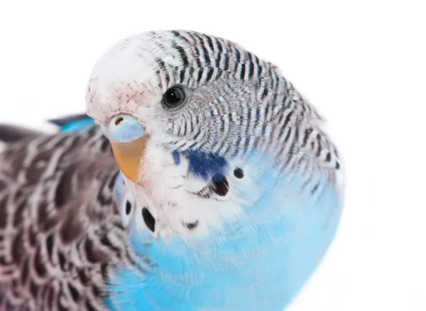 Голубой пурпурный попугай — стоковое фото