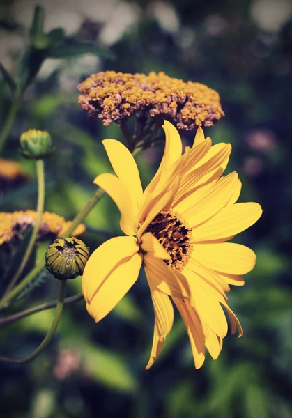 stock image Yellow flower