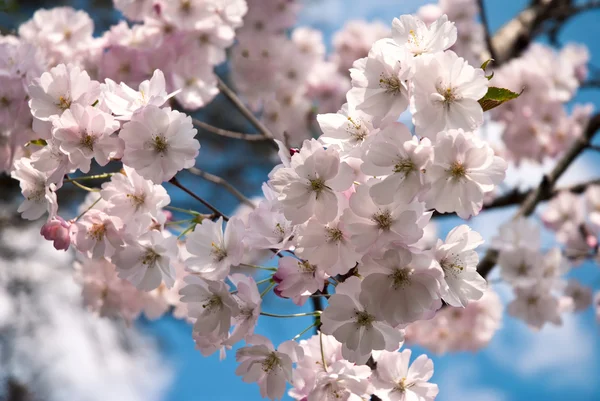 Kwitnąca drzewo z różowe kwiaty — Zdjęcie stockowe