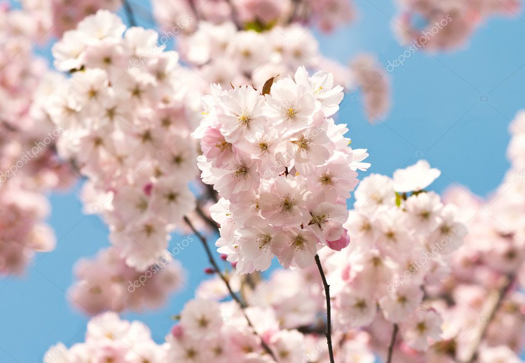 Blossoming tree with pink flowers