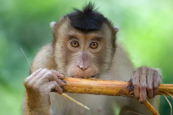 Makak opice — Stock fotografie