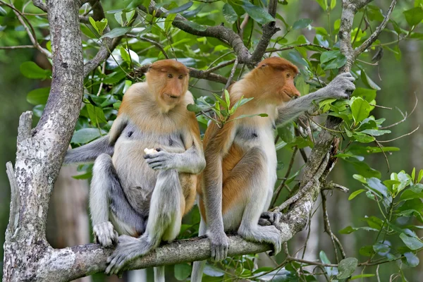 stock image Proboscis monkeys