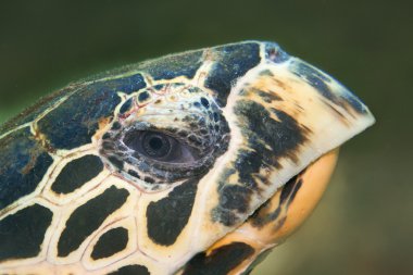 Hawksbill turtle clipart