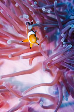 Clown anemonefish clipart