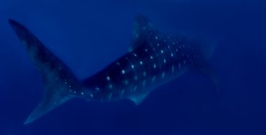 Whaleshark clipart