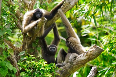 Gibbon monkeys clipart