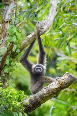 Gibbon monkey clipart