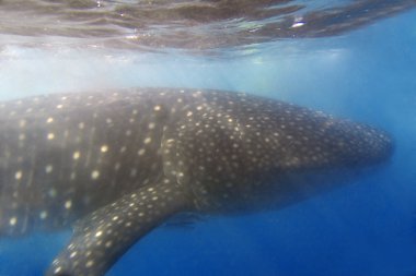 Whaleshark