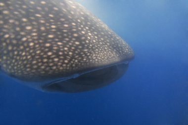 Whaleshark