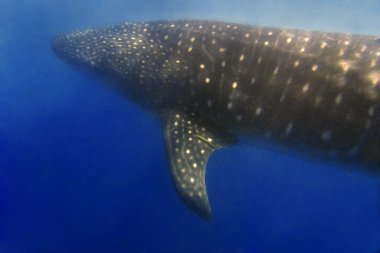 Whaleshark clipart