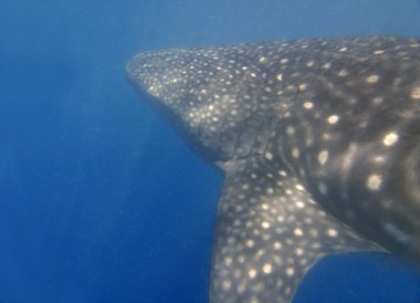 Whaleshark