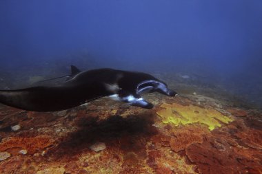 Manta Işını