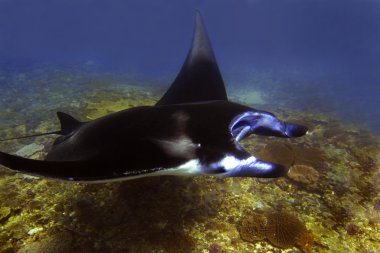 Manta Işını