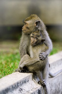 Macaque monkeys clipart