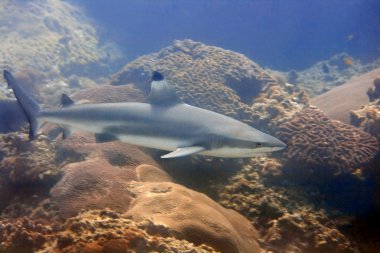 Blacktip reef shark clipart