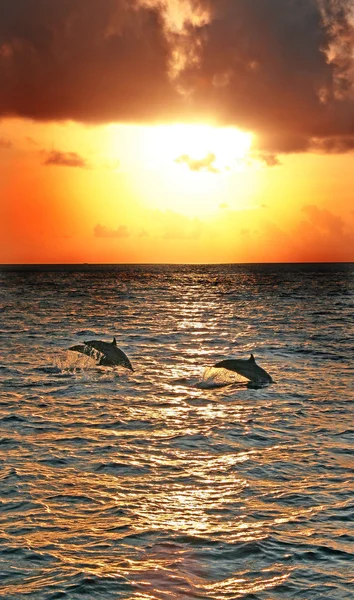 Skoki delfinów — Zdjęcie stockowe