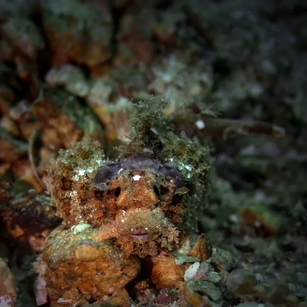 Juvenil sakallı scorpionfish — Stok fotoğraf